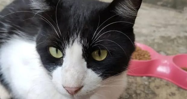 gatos