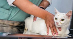 pet