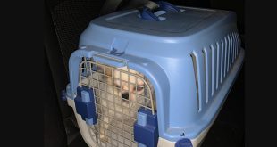 pet